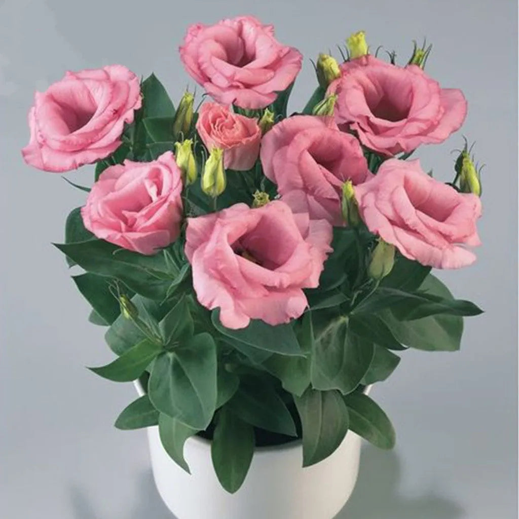 Doppelter Platycodon Grandiflorus der Rosie-Serie