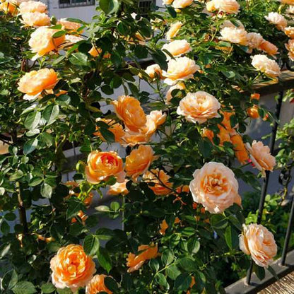 Orangefarbene Kletterrosen-Samen: Erwecken Sie Ihren Garten zum Leben! 🧡🌹