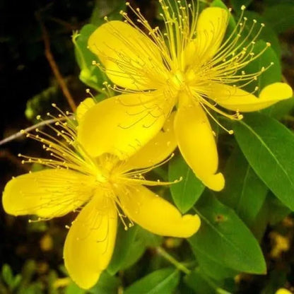 Gelbe Hypericum-Blumensamen