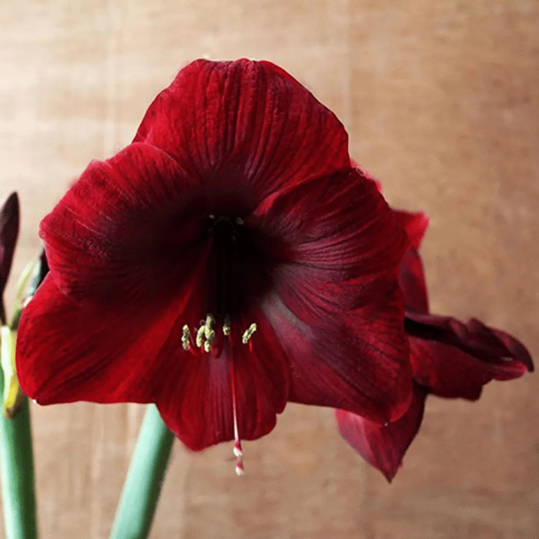 50 Partikel Hippeastrum rutilum Samen Bonsai Hausgarten Balkonpflanzen