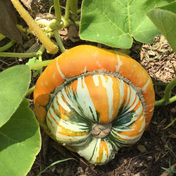 Türkenmützen-Kürbissamen - Verleihen Sie Ihrem Garten einen Hauch von Exotik! 🎃🧡