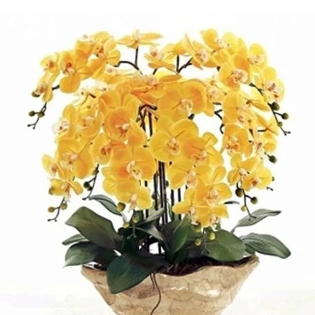 Feriay Seeds-50pcs Phalaenopsis-Orchideensamen Schmetterlings-Orchideenblüten-Samen Blumen