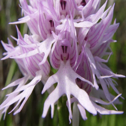 Orchis italica Seltene humanoid Orchideensamen