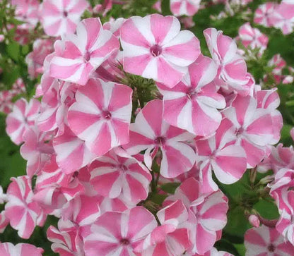 100 Samen für mehrjährige PHLOX Pflanzen im Freien, Aussaat von Phlox-Blumensamen im Hausgarten