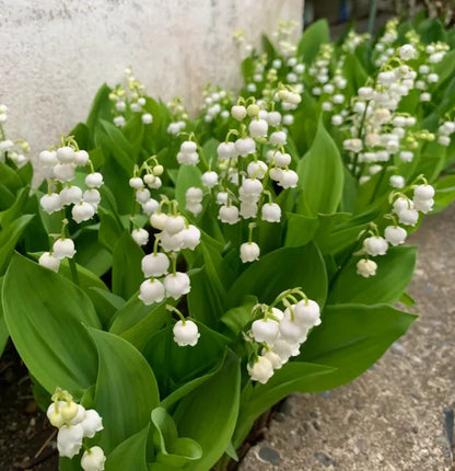 🔥Bestseller MAIGLÖCKCHENSAMEN | DUFTENDE BLUMEN