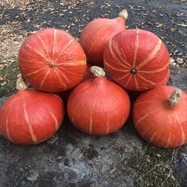 Bio-Kürbis Steph Kuri F1 - Nachhaltige Vielfalt für Ihren Gemüsegarten! 🎃🌿🌱