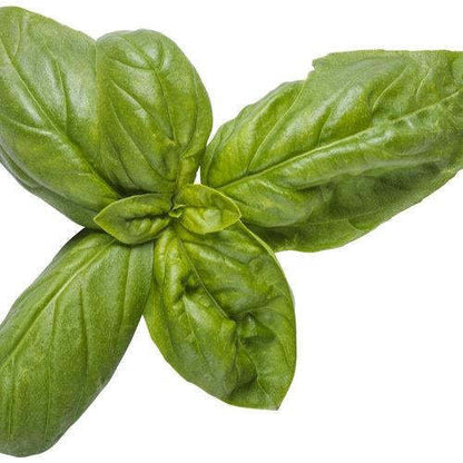 Pesto Besto Sweet Italian Basil - Der König des Pesto! 🌿🍝