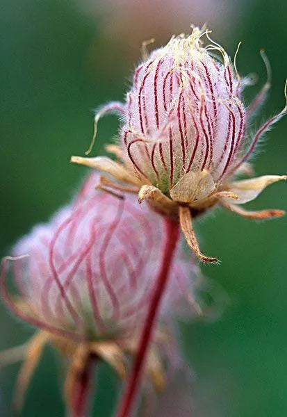 DREI BLUMENMALVE, PRAIRIE SMOKE - 50 SAMEN