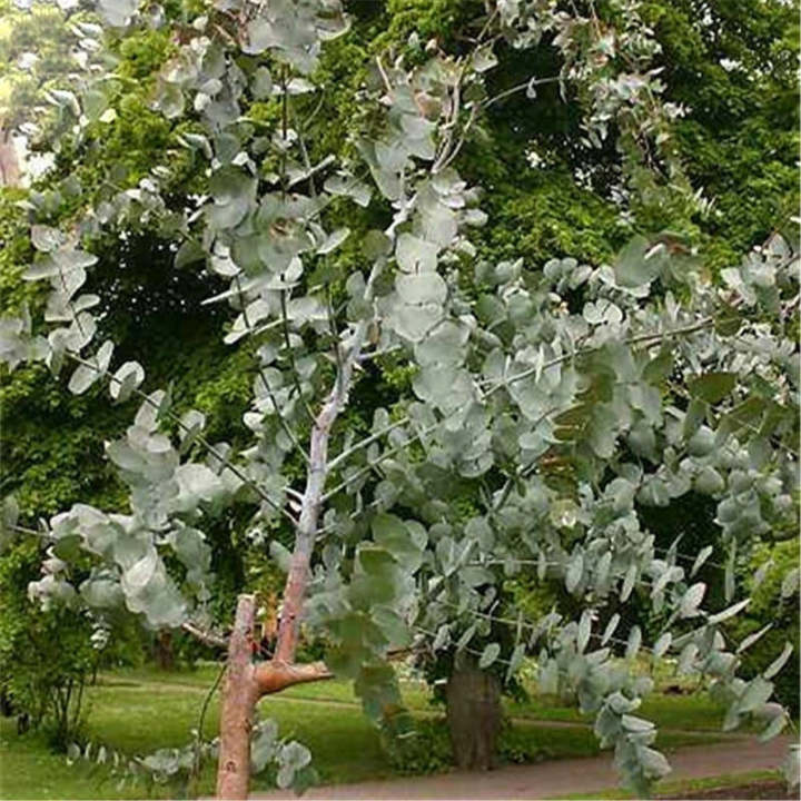 Egrow 50 Stk./Pack Eukalyptus Samen - Silber-Dollar-Baum (Eucalyptus Cinerea) für Ihren Garten! 🌱🌿