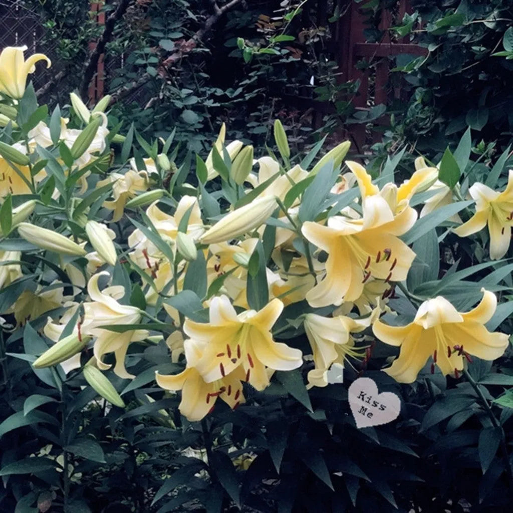 DUFTLILIENZWIEBELN IN TÖPFEN GEZÜCHTETE PFLANZEN BLUMENSAMEN