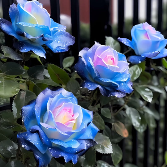 Magische Mandala Langaros Rose für den Westen 🌹✨