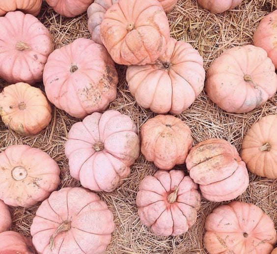 Rosa Kürbiskerne - Eine Zauberhafte Ergänzung für Ihren Garten! 🌸🎃