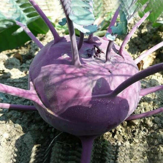 Lila Kohlrabi-Samen - Farbenfrohe Vielfalt für Ihren Gemüsegarten! 🌱💜🥦