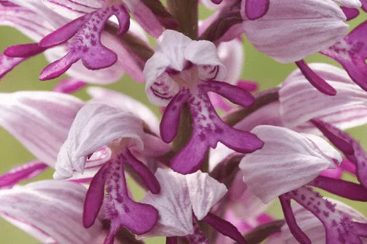 Orchis italica Seltene humanoid Orchideensamen