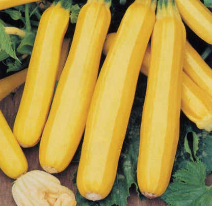 SQUASH GOLD RUSH F1 - Goldene Vielfalt für Ihren Gemüsegarten! 🎃🌟🌱