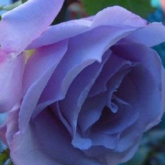 Zauberhafte Hellviolette Kletterrosensamen: Eine Symphonie der Farben für Ihren Garten! 🌹