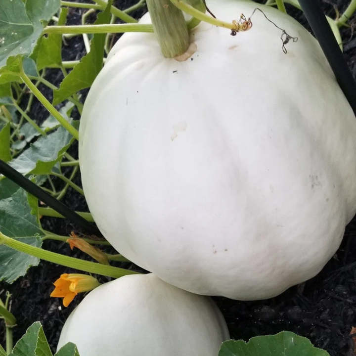 Casper Weiße Kürbiskerne - Ein Geisterhaftes Highlight für Ihren Garten! 👻🌼