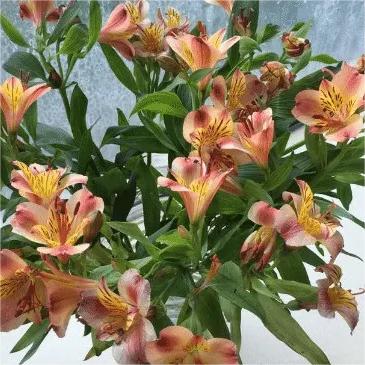 Alstroemeria Aurea Blumensamen