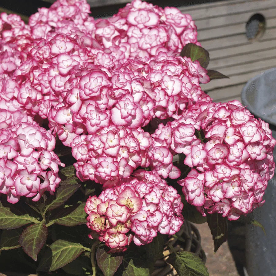 FREILANDHORTENSIE 'MISS SAORI BLUE' 50 SAMEN