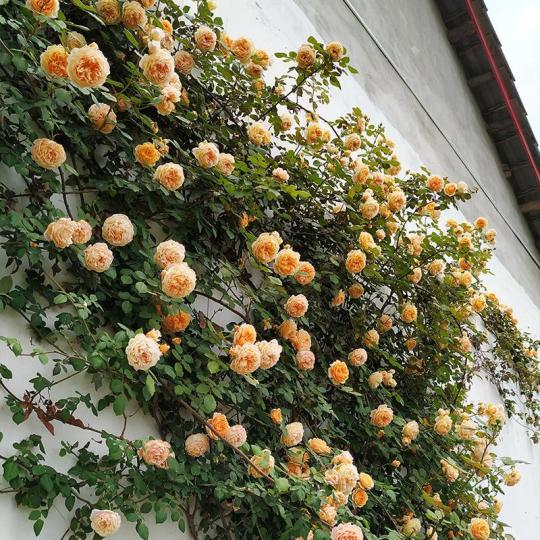 Orangefarbene Kletterrosen-Samen: Erwecken Sie Ihren Garten zum Leben! 🧡🌹