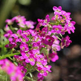 Alyssum Rosie O Day - Blumensamen