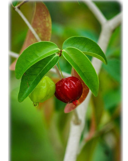 Chinesische Zierpaprika-Samen, bunte Mischung - Ein farbenfrohes Schauspiel für Ihren Garten! 🌶️🌈🌱