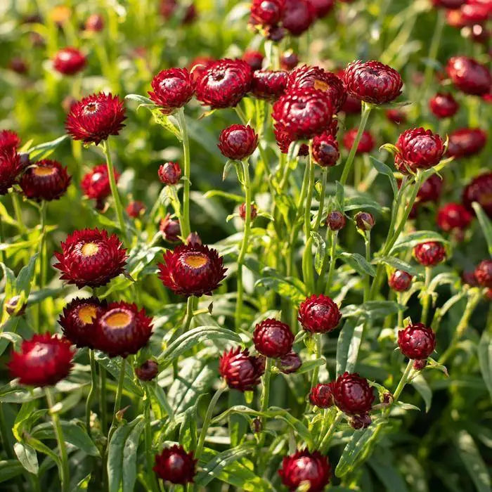 ERDBLUMENSAMEN - LILA ROT