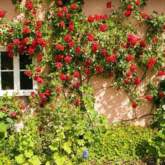 Alitissimo Kletterrosensamen: Erhabene Eleganz für Ihren Garten! 🌹