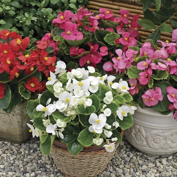 Begonia Super Olympia Mix F1