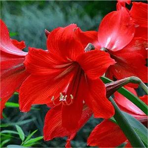 50 Partikel Hippeastrum rutilum Samen Bonsai Hausgarten Balkonpflanzen