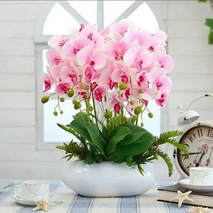 Feriay Seeds-50pcs Phalaenopsis-Orchideensamen Schmetterlings-Orchideenblüten-Samen Blumen