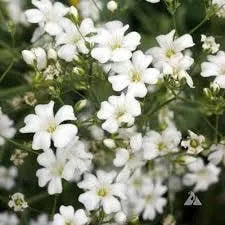 100 Stück Gypsophila-Samen, Baby's Breath Gypsophila