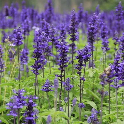 200 STÜCK PROVENCE LAVENDEL SAMEN DUFTENDE BIO-BLUMENSAMEN HEIM GARTEN BONSAI PFLANZE