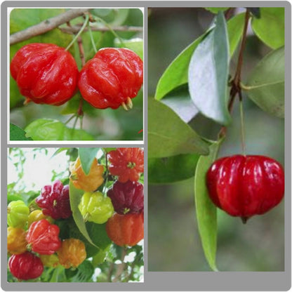 Chinesische Zierpaprika-Samen, bunte Mischung - Ein farbenfrohes Schauspiel für Ihren Garten! 🌶️🌈🌱