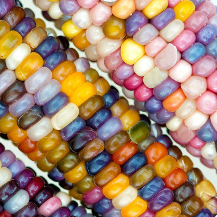 Rainbow Glass Gem Mais Samen - Eine Bunte und Faszinierende Ergänzung für Ihren Garten! 🌽🌈