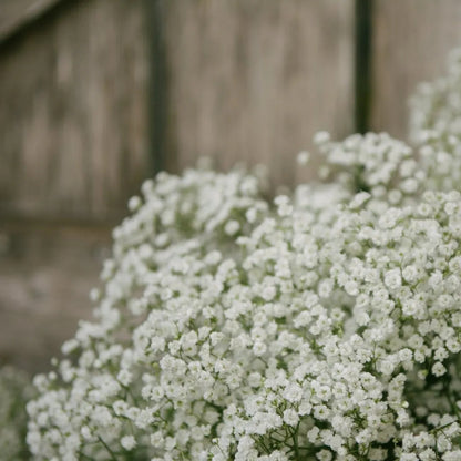 100 Stück Gypsophila-Samen, Baby's Breath Gypsophila