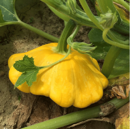 Seltene und exotische Kürbissamen - Erwecken Sie Ihre Gartenwelt mit einzigartiger Vielfalt! 🎃🌿🌍