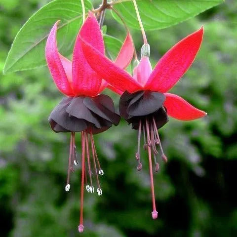 Hängende Glocken-Begonienblumensamen - verschiedene Farben erhältlich