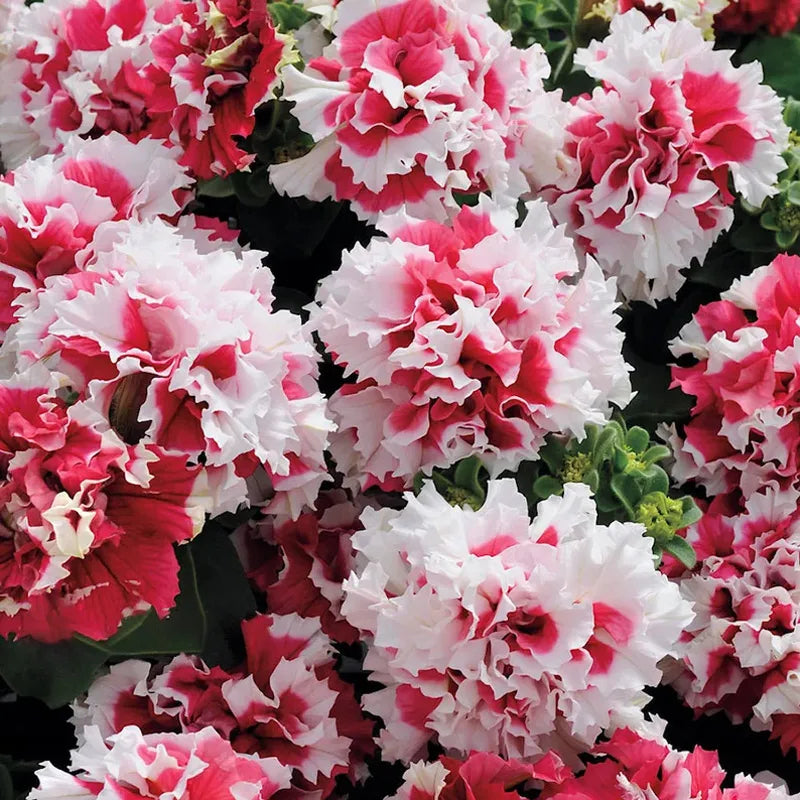 Cascade Petunia - Rote Pirouette