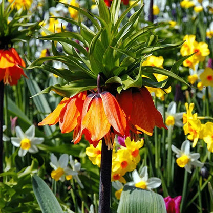 Multicolor Fritillaria Samen 100 Stück/Pack