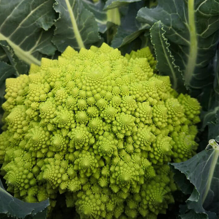 🌱🌱Erbstück-Blumenkohl mit Brokkoli ''Romanesco Precoce'' ~50/100 Samen💥