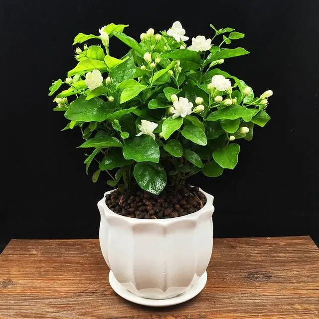 CAPE JASMINE SAMEN