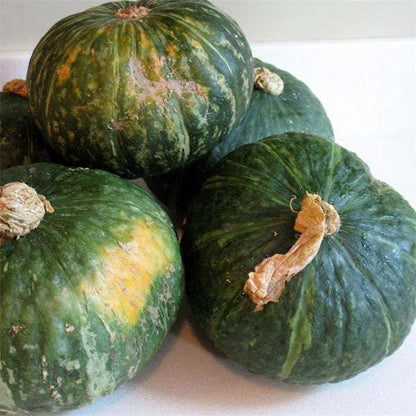 Mini Grüner Kabocha Squash F1 - Kleine Köstlichkeit mit großem Geschmack! 🎃🌱