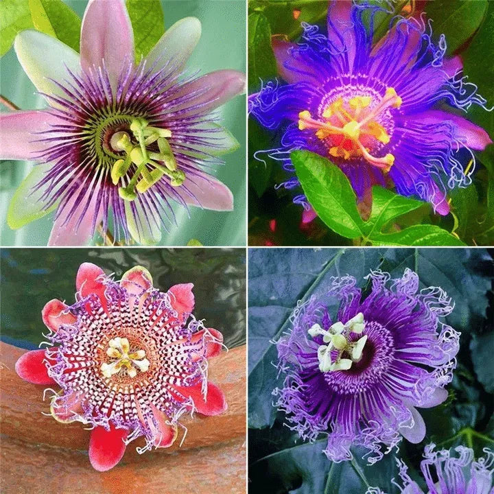 Leidenschaftsblumensamen Garten Seltene Passiflora Incarnata Obst Pflanzen Samen