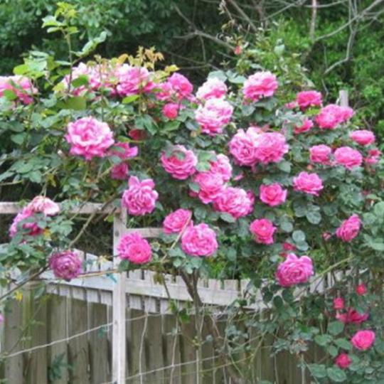 Zarte Pink Lady Rose Climbing Samen - Verwöhnen Sie Ihren Garten mit einer Prise Romantik! 🌹💖