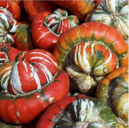 Seltene und exotische Kürbissamen - Erwecken Sie Ihre Gartenwelt mit einzigartiger Vielfalt! 🎃🌿🌍