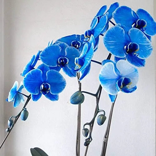 Feriay Seeds-50pcs Phalaenopsis-Orchideensamen Schmetterlings-Orchideenblüten-Samen Blumen