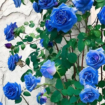 Blaue Zauberrose - Seltenheit 🌹💙