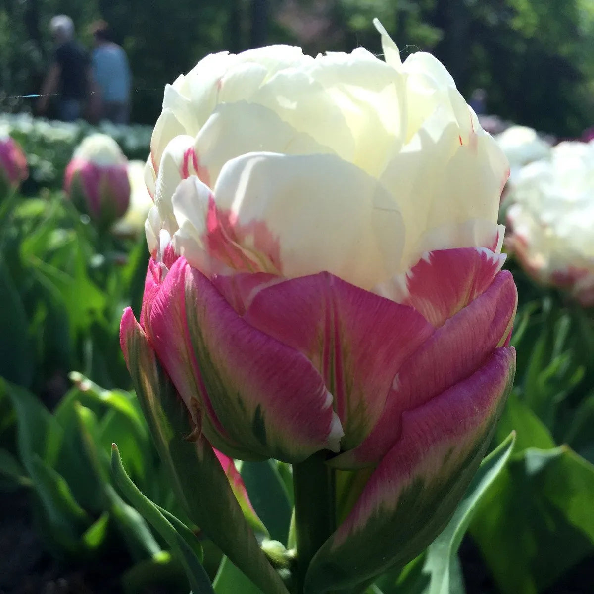 Schöne Eistüte Tulpenzwiebeln