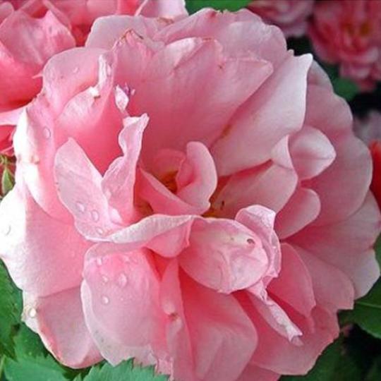 Zarte Pink Lady Rose Climbing Samen - Verwöhnen Sie Ihren Garten mit einer Prise Romantik! 🌹💖